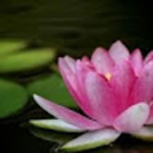 Meet your Posher, Aliya